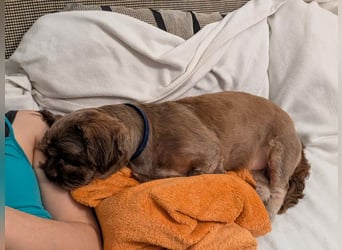 Maja, klein, schnuckelig sucht ihre Menschen