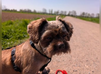 Maja, klein, schnuckelig sucht ihre Menschen