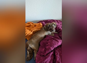 Maja, klein, schnuckelig sucht ihre Menschen