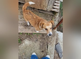 Nele, sanftes Wesen sucht ihre Menschen