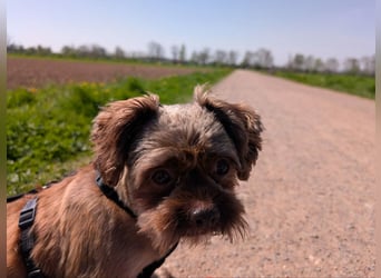 Maja, klein, schnuckelig sucht ihre Menschen