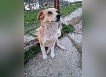 Nele, sanftes Wesen sucht ihre Menschen