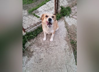 Nele, sanftes Wesen sucht ihre Menschen