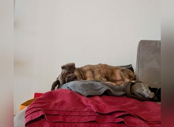 Maja, klein, schnuckelig sucht ihre Menschen