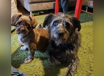 Maja, klein, schnuckelig sucht ihre Menschen