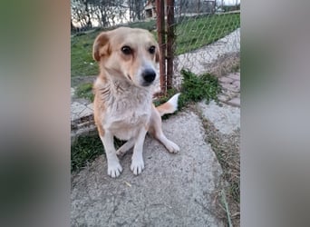 Nele, sanftes Wesen sucht ihre Menschen