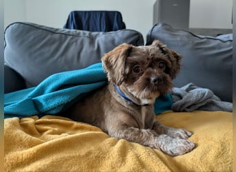 Maja, klein, schnuckelig sucht ihre Menschen