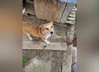 Nele, sanftes Wesen sucht ihre Menschen