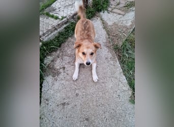 Nele, sanftes Wesen sucht ihre Menschen