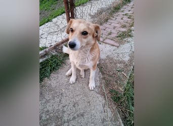 Nele, sanftes Wesen sucht ihre Menschen