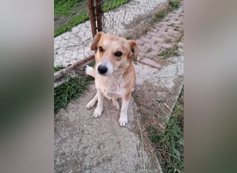 Nele, sanftes Wesen sucht ihre Menschen