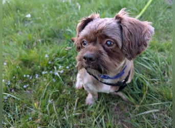 Maja, klein, schnuckelig sucht ihre Menschen