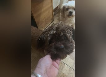 Maja, kleine Wuschelhündin sucht ihr Körbchen