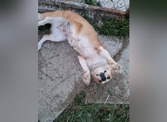 Nele, sanftes Wesen sucht ihre Menschen