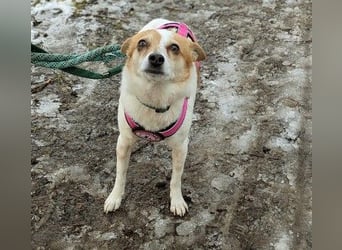 HOPE - sanfte, liebenswerte Hündin sucht ihr Für-Immer-Zuhause