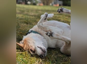 HOPE - sanfte, aufgeschlossene Hündin