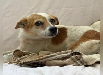 HOPE - sanfte, liebenswerte Hündin sucht ihr Für-Immer-Zuhause