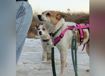 HOPE - sanfte, aufgeschlossene Hündin