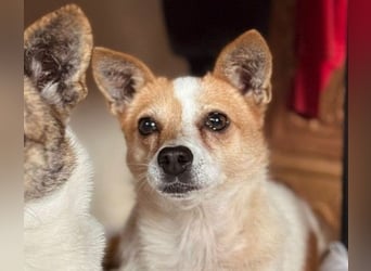 HOPE - sanfte, liebenswerte Hündin sucht ihr Für-Immer-Zuhause