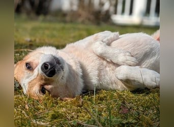 HOPE - sanfte, aufgeschlossene Hündin