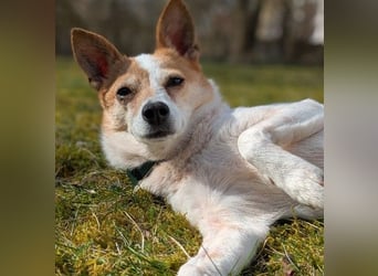 HOPE - sanfte, aufgeschlossene Hündin