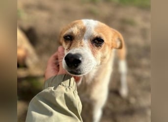 HOPE - sanfte, liebenswerte Hündin sucht ihr Für-Immer-Zuhause