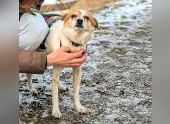 HOPE - sanfte, liebenswerte Hündin sucht ihr Für-Immer-Zuhause