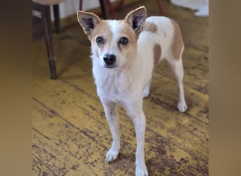 HOPE - sanfte, aufgeschlossene Hündin