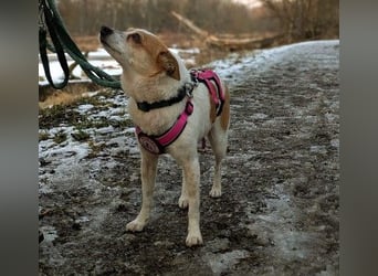 HOPE - sanfte, liebenswerte Hündin sucht ihr Für-Immer-Zuhause