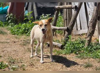 HOPE - sanfte, liebenswerte Hündin sucht ihr Für-Immer-Zuhause