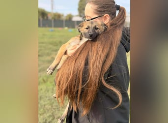 Süße Jolie(40 cm,1 Jahr) sucht liebevolle Familie