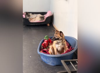 Süße Jolie(40 cm,1 Jahr) sucht liebevolle Familie