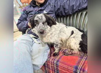 Lukino -  Kinderfreund und Familienhund gesucht? Lukino!