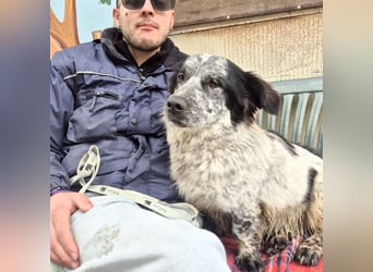 Lukino -  Kinderfreund und Familienhund gesucht? Lukino!