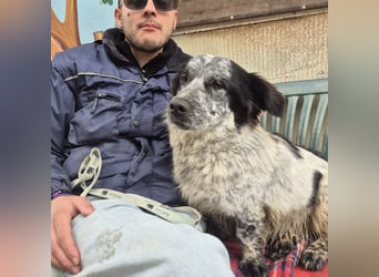 Lukino -  Kinderfreund und Familienhund gesucht? Lukino!