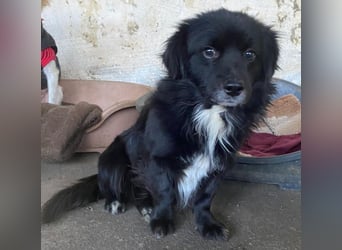 Mochi, geb. ca. 01/2024, lebt in GRIECHENLAND, auf einer privaten Pflegestelle