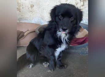 Mochi, geb. ca. 01/2024, lebt in GRIECHENLAND, auf einer privaten Pflegestelle