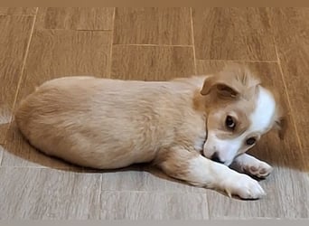 Aren, geb. ca. 09/2025, lebt in GRIECHENLAND, auf einer privaten Pflegestelle