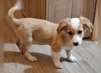 Aren, geb. ca. 09/2025, lebt in GRIECHENLAND, auf einer privaten Pflegestelle