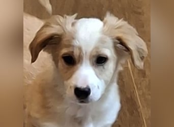 Aren, geb. ca. 09/2025, lebt in GRIECHENLAND, auf einer privaten Pflegestelle