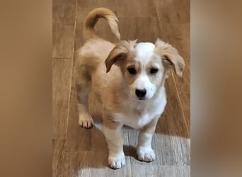 Aren, geb. ca. 09/2025, lebt in GRIECHENLAND, auf einer privaten Pflegestelle