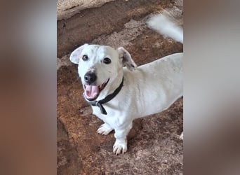 Josef, geb. ca. 10/2023, lebt in GRIECHENLAND, auf einer privaten Pflegestelle