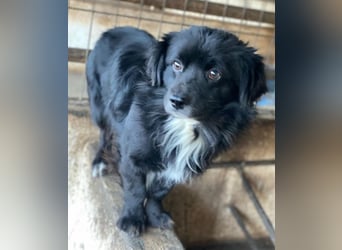 Mochi, geb. ca. 01/2024, lebt in GRIECHENLAND, auf einer privaten Pflegestelle