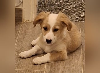 Aren, geb. ca. 09/2025, lebt in GRIECHENLAND, auf einer privaten Pflegestelle