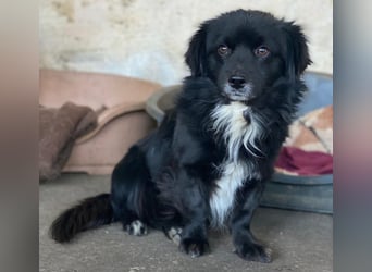 Mochi, geb. ca. 01/2024, lebt in GRIECHENLAND, auf einer privaten Pflegestelle