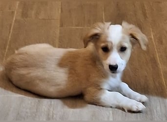 Aren, geb. ca. 09/2025, lebt in GRIECHENLAND, auf einer privaten Pflegestelle