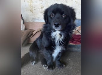 Mochi, geb. ca. 01/2024, lebt in GRIECHENLAND, auf einer privaten Pflegestelle