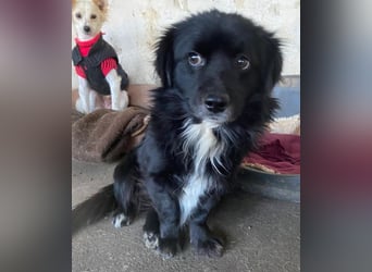 Mochi, geb. ca. 01/2024, lebt in GRIECHENLAND, auf einer privaten Pflegestelle