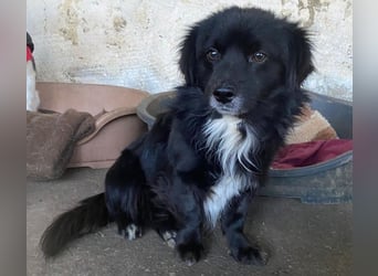 Mochi, geb. ca. 01/2024, lebt in GRIECHENLAND, auf einer privaten Pflegestelle