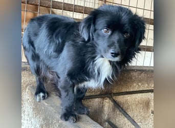 Mochi, geb. ca. 01/2024, lebt in GRIECHENLAND, auf einer privaten Pflegestelle